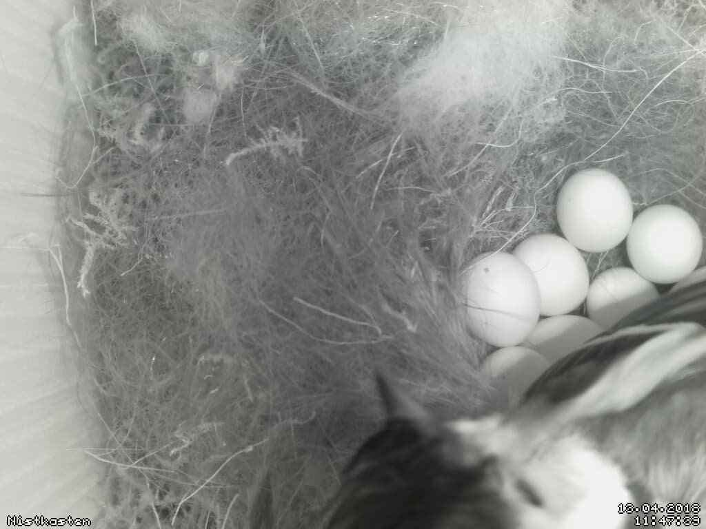 How To build your own nesting box